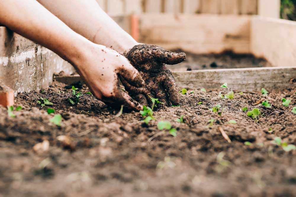 hands digging in the garden dirt